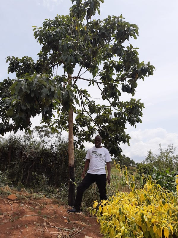 Leiter und Gründer des RHU Micheal Mwase unter Avocado-Baum!